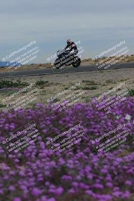 media/Jan-14-2023-SoCal Trackdays (Sat) [[497694156f]]/Turn 14 Exit Bloomig (145pm)/